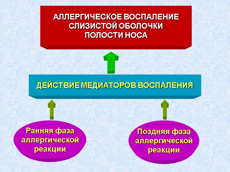 АЛЛЕРГИЧЕСКОЕ ВОСПАЛЕНИЕ СЛИЗИСТОЙ ОБОЛОЧКИ ПОЛОСТИ НОСА ДЕЙСТВИЕ МЕДИАТОРОВ ВОСПАЛЕНИЯ Ранняя фаза аллергической реакции Поздняя